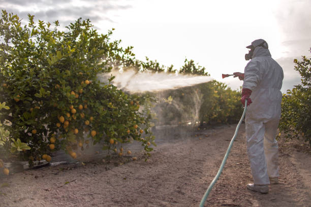 Best Affordable Pest Control Services  in South Creek, WA