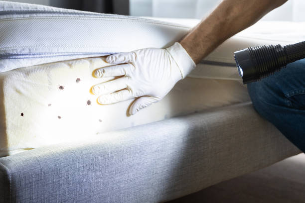 Professional Pest Control in South Creek, WA